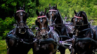 Horse Photography