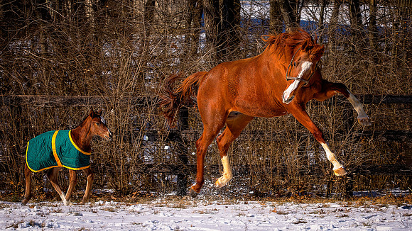Happy Mom & foal - 0831 - 01 19 2018