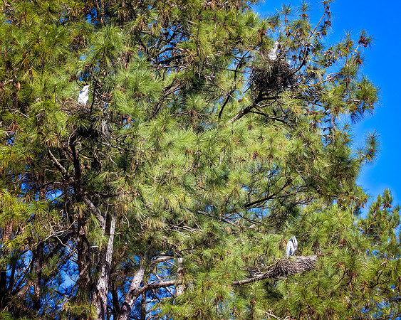 Great Blue Herons - 1 06 2023