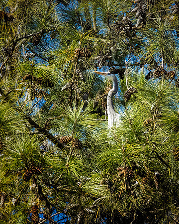 Great Blue Heron - 1 6 2023