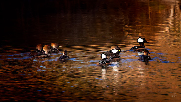 Mergansers