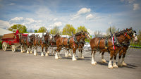 Budweiser Clydesdales