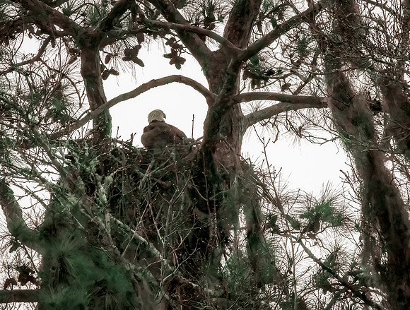 Bald Eagles - 2 10 2023