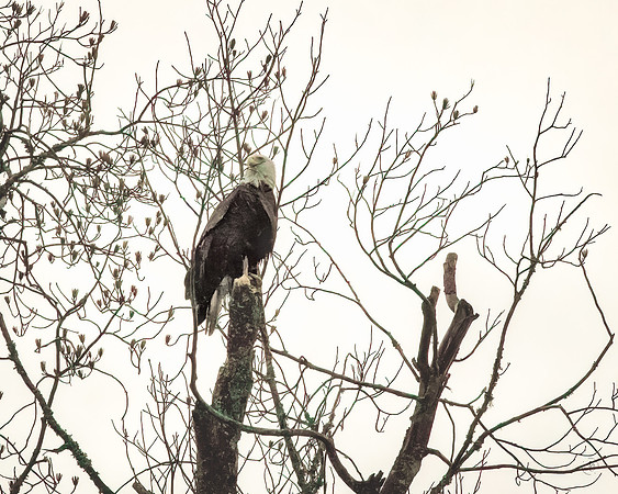 Wet Bald Eagles - 2 10 2023