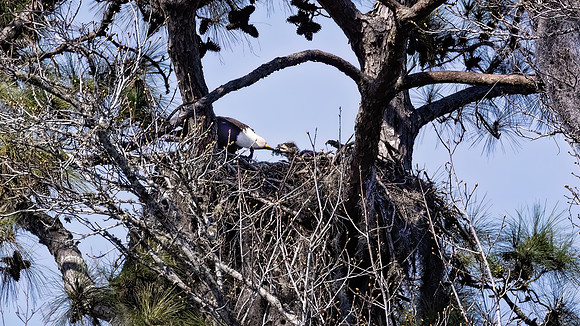 Feeding Eagle to Eaglet - 2 14 2023