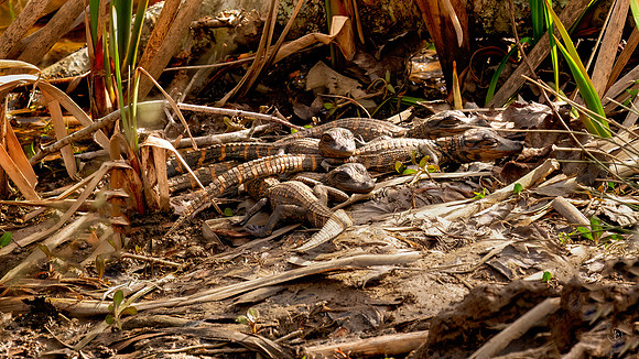 Alligator Litter