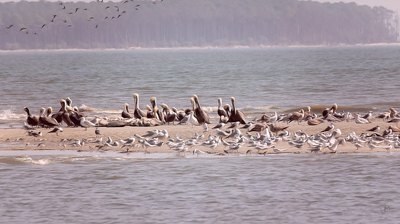 Pelicans on the sand bar - 2 26 2023