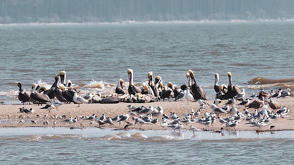 Pelicans - 2 26 2023