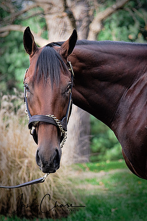 American Pharoah