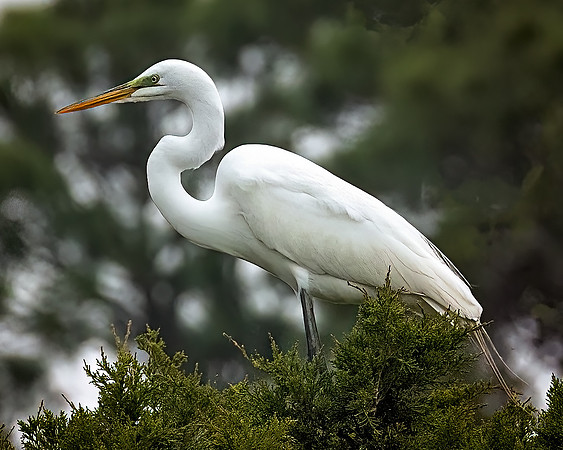 Egret Breeding Season - 3 2 2023