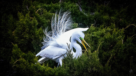 Egret Breeding Season - 3 2 2023
