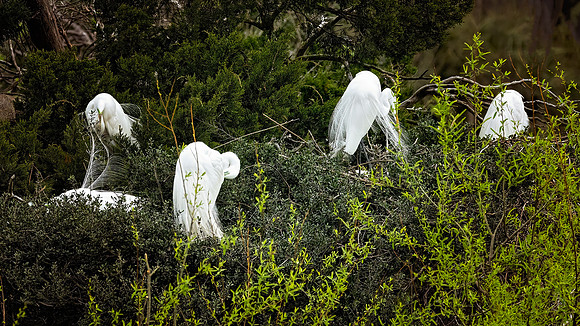 Egret Breeding Season - 3 2 2023