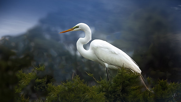 Egret Breeding Season - 3 2 2023