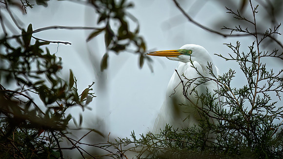 Egret Breeding Season - 2 2023
