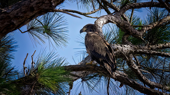 Bald Eagle Juvenile - 3 4 2023