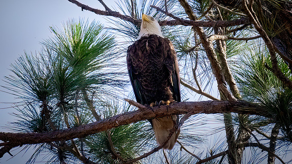 Bald Eagle - 3 4 2023