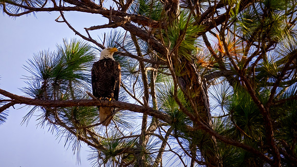 Bald Eagle - 3 4 2023