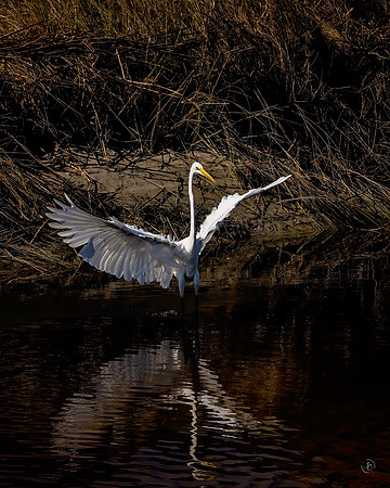 Fish Haul Beach - 10 2 2022