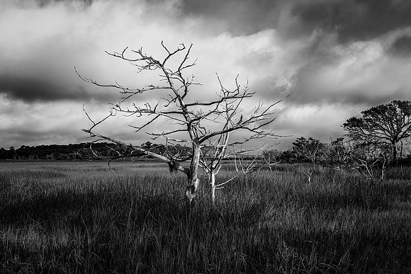 Driftwood Beach - 12 20 2024
