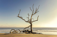 Driftwood Beach - Jekyll Island