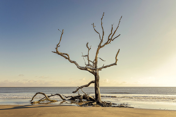 Driftwood Beach - Jekyll Island