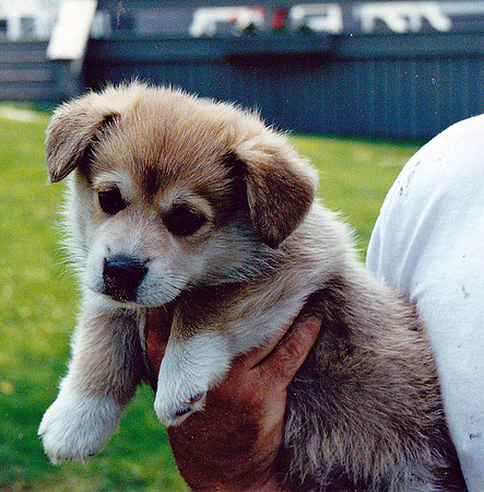 CORGI PUP