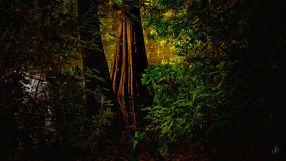 Bald Cypress Trees - 63 2023