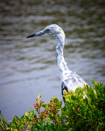 Juvenile Little Blue Heron