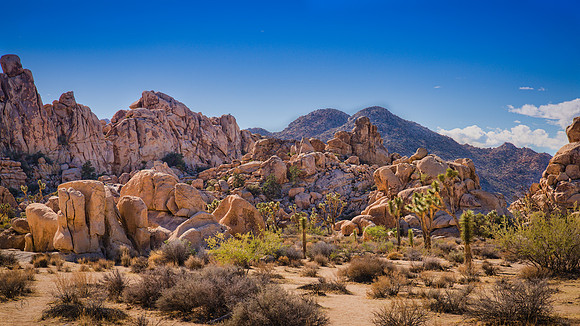 Joshua Tree National Park
