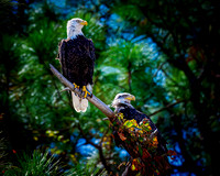 Bald Eagles - 10 10 2022