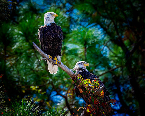 Bald Eagles - 10 10 2022