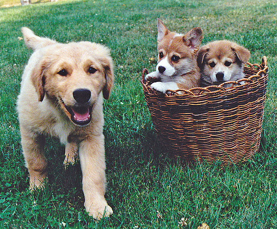 Shannon & Corgi pups