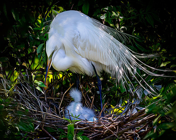 Maternity Duties