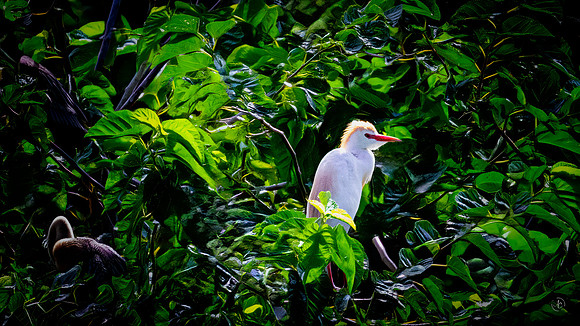 Cattle Egret - 6 3 2023