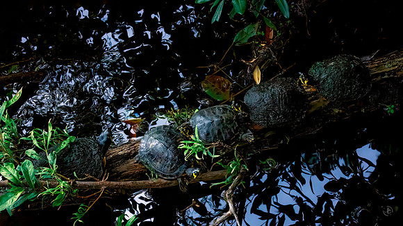 Turtles in a Row - 6 3 2023