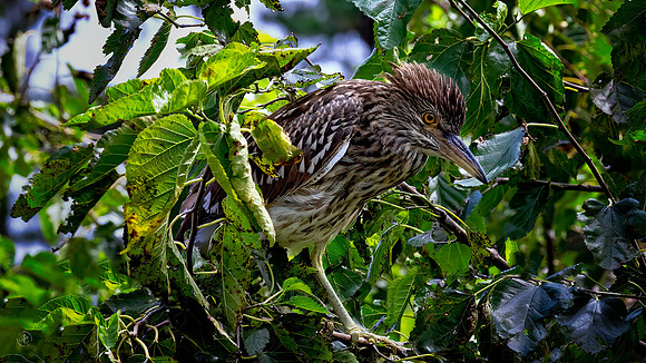 Juvenile Yellow Crowned Night Heron - 6 3 2023