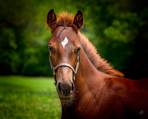 Foal