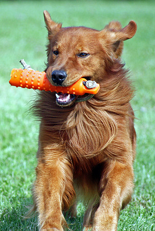 Cane