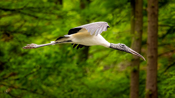 Wood Stork in Flight