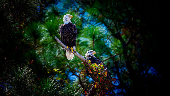 Bald Eagles - 10 10 2022