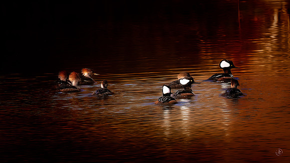 Mergansers in the late afternoon