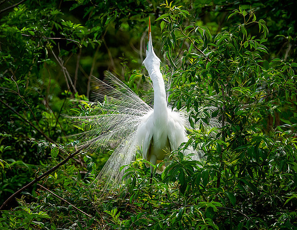Great Egret - 4 1 2023