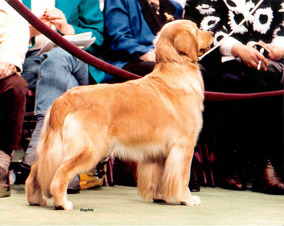 Sissy - Westminster 1999