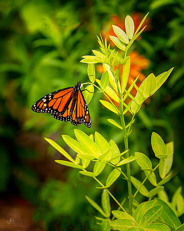 Monarch - 6 1 2023