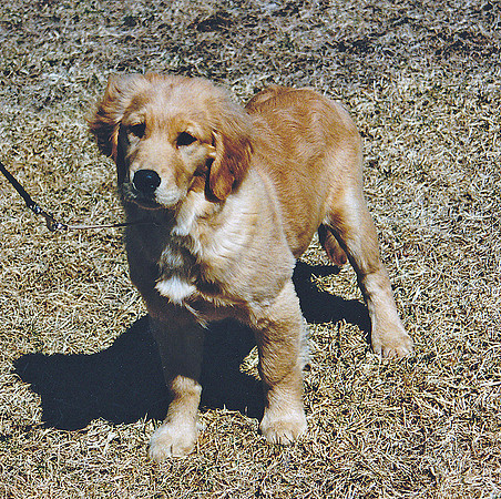 HOLLY - 3 MONTHS