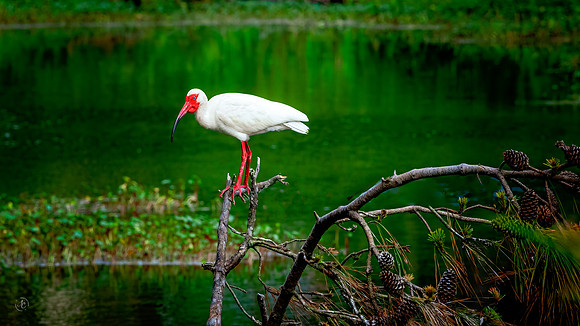 White Ibis - 6 3 2023