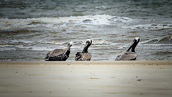 Leaning Pelicans - 5 10 2023