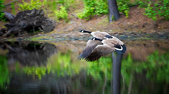 Canada Geese in Flight