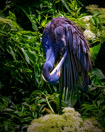 Tricolored Heron