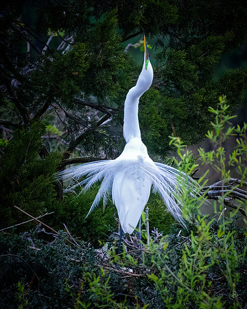 Egret Breeding Season